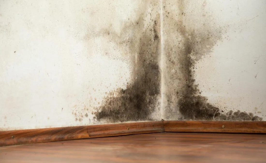 When To Go To A Mold Exposure Treatment Center